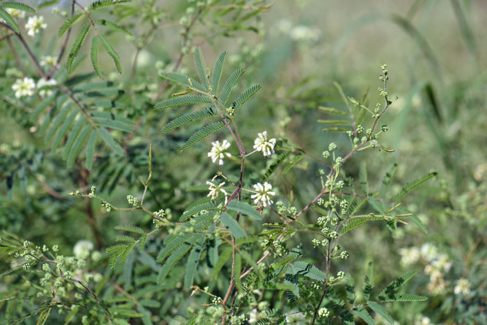 White-ball Acacia may grow up to 6 feet (1.8 m) and more depending on variety and location; 2 or 3 feet (.61 or .91m) wide. Acaciella angustissima